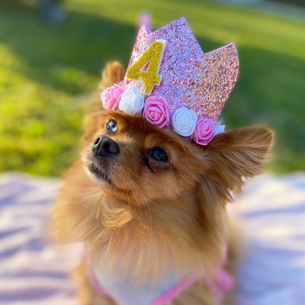 ISO: small Female Dog clothes
